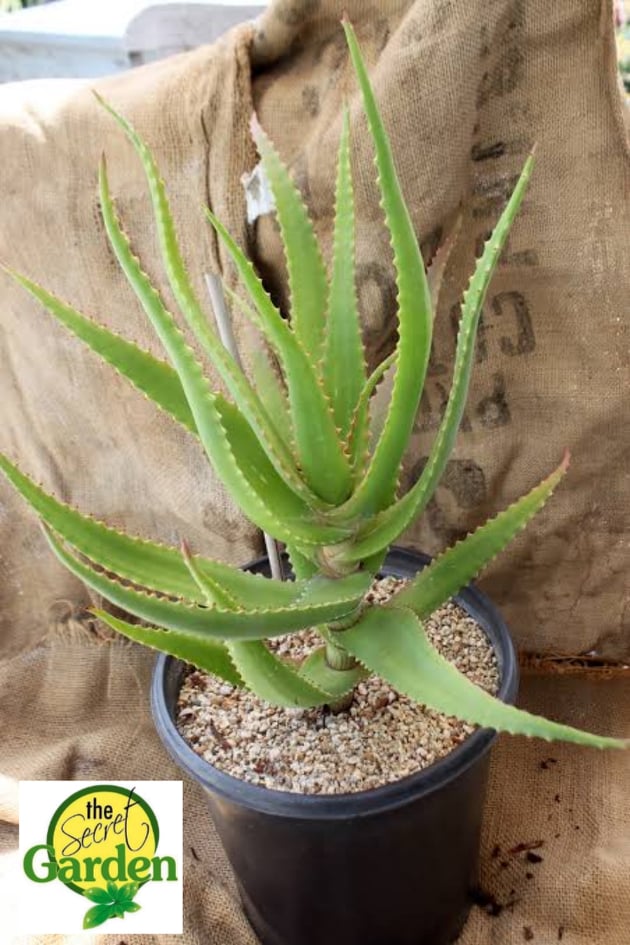 Aloe Dawei (Rare Plant) with FREE plastic pot, pebbles and garden soil