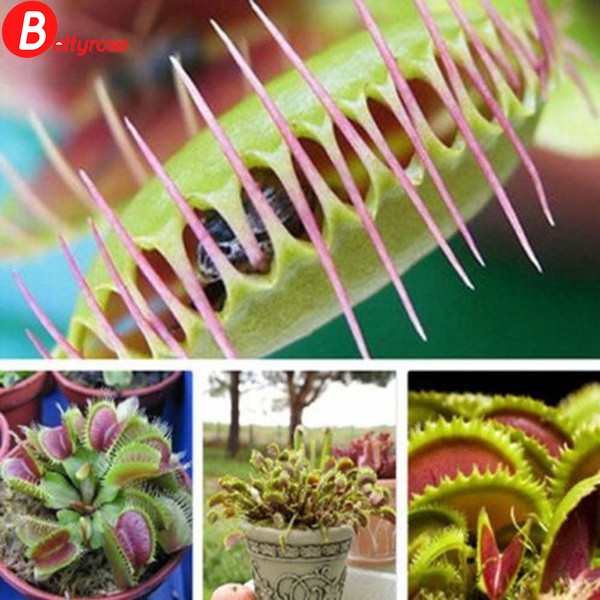 50Pcs Fly Trap Flycatcher Dionaea Seeds Carnivorous Flower Seeds Capture Insects 
