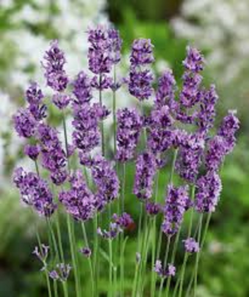 English Lavender Munstead Seeds For Planting 10 Seeds Flower Lazada Ph