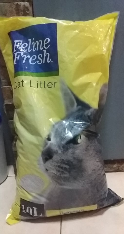 fresh cat
