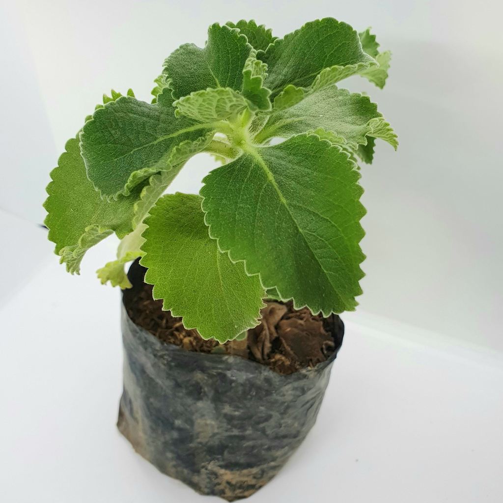 oregano live plant Lazada PH