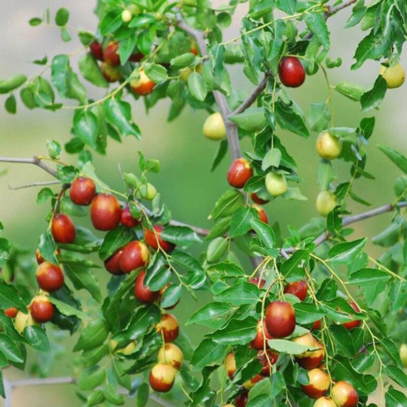 Jujube Plant Shop Jujube Plant With Great Discounts And Prices Online Lazada Philippines