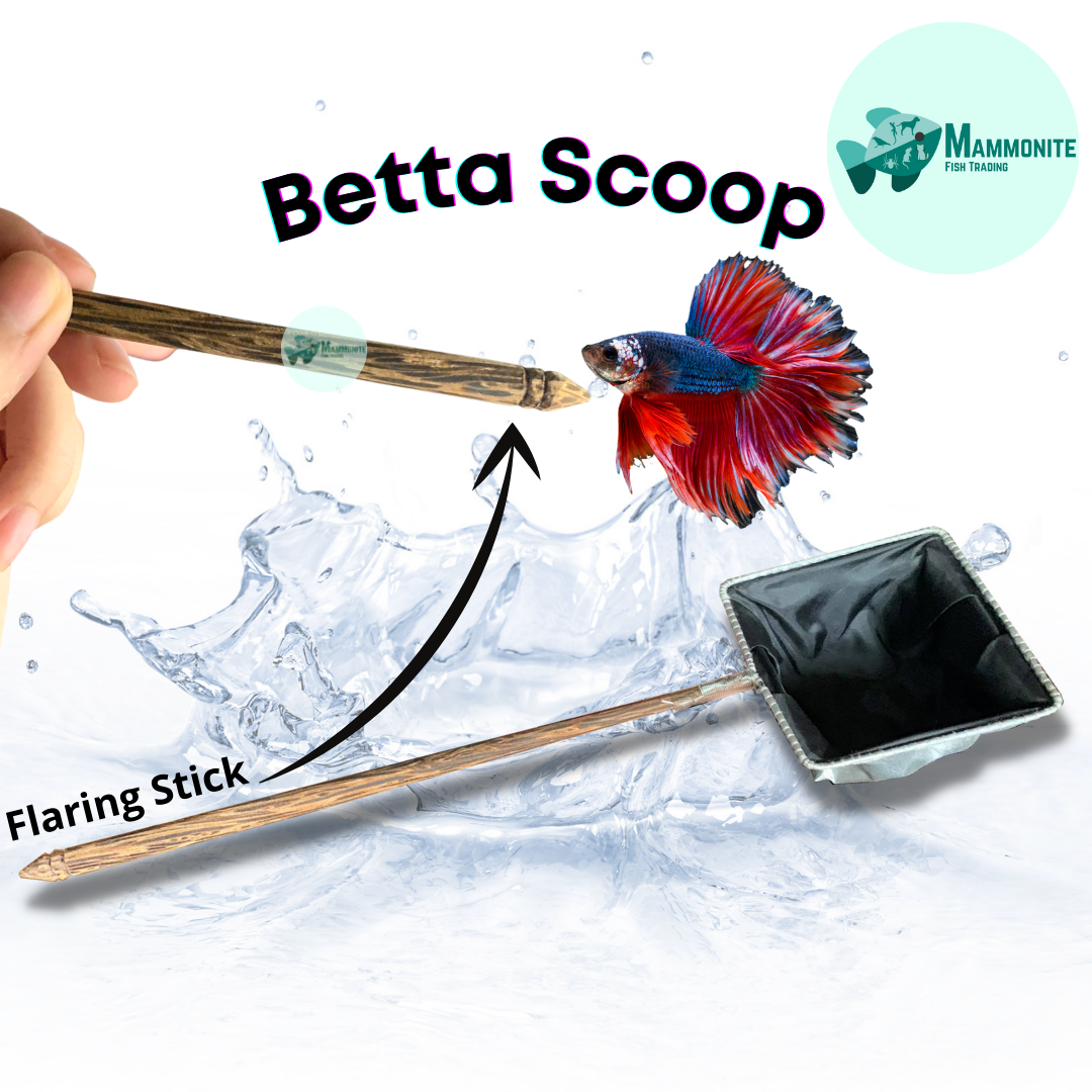 Betta fish scoop net