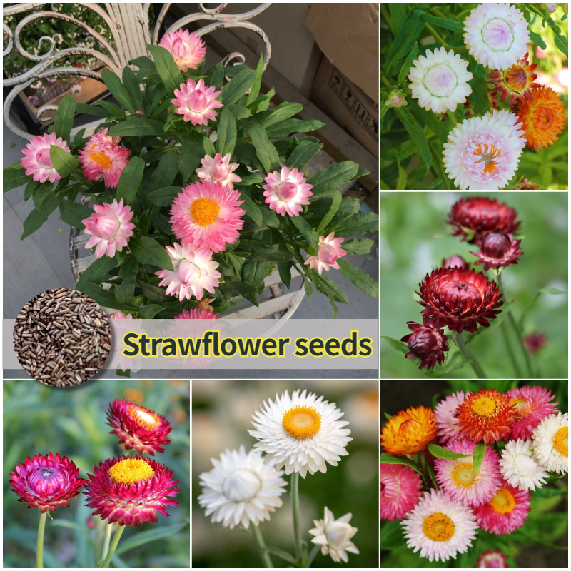 [Easy to grow in Malaysia] Mixed Strawflower Seeds Flower Seeds for