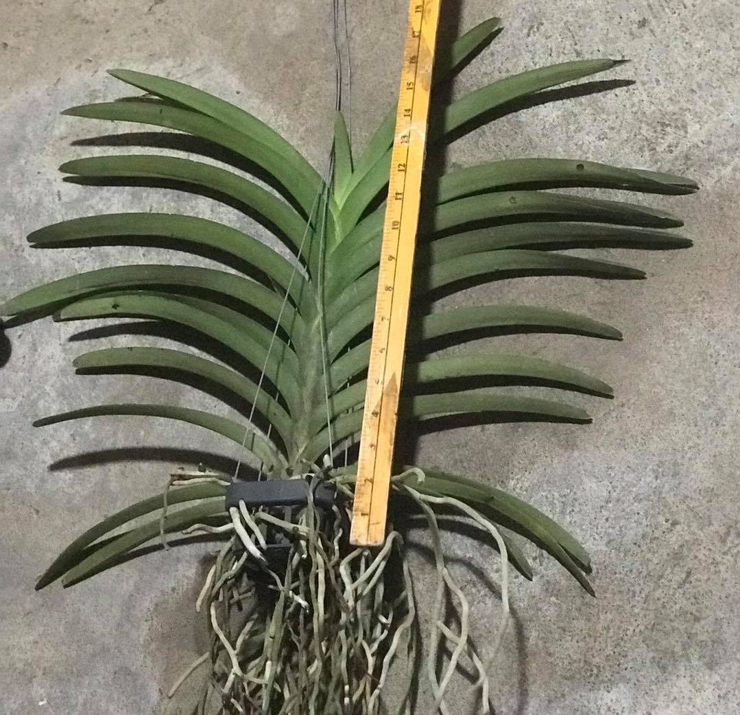 [BLOOMING SIZE/MATURED] "YELLOW SPOT 200" PREMIUM HYBRID Strap Leaf