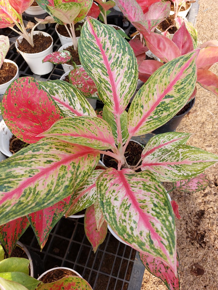 Aglao Mahanakorn (Rare Thailand) with FREE plastic pot, pebbles and