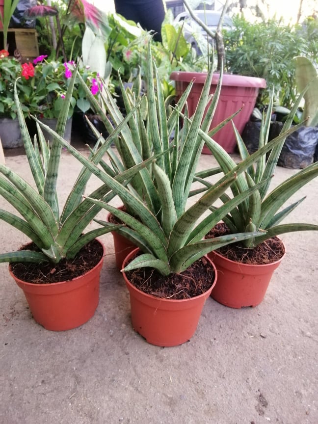 zimmerpflanzen aralie Knstliche Polyscias