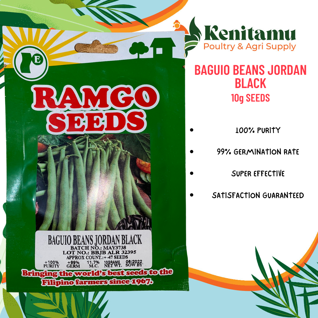 BAGUIO BEANS JORDAN BLACK SEEDS 10g BY RAMGO Lazada PH