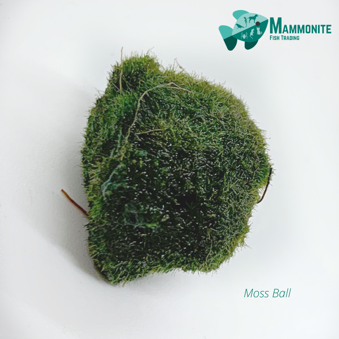 MOSS BALL AQUASCAPE 