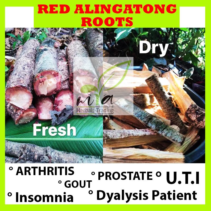 ALINGATONG HERBAL ROOTS Best for any Kidney Problem / Red Variety