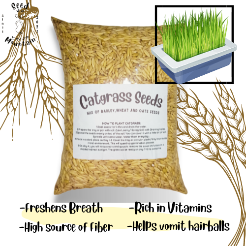 Catgrass Cat Grass / Pet Grass Seeds / 1kilo/ 500 grams / High