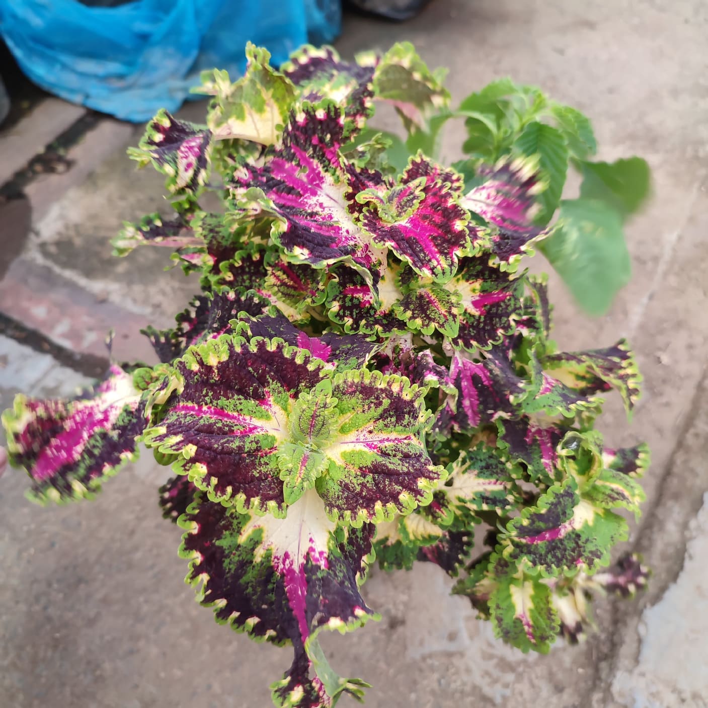Mayana Coleus Fancy Twinkle Rare Plant (included pot, pebbles and soil