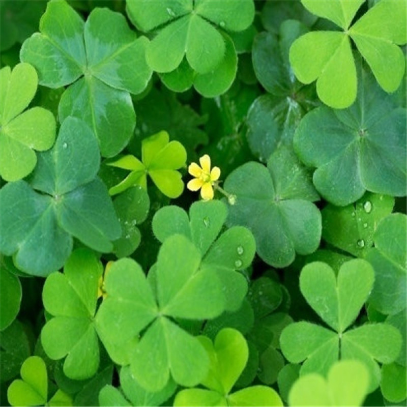 Four Leaf Clover Seeds Garden Clover Flower Plants Lucky Four Leaf ...
