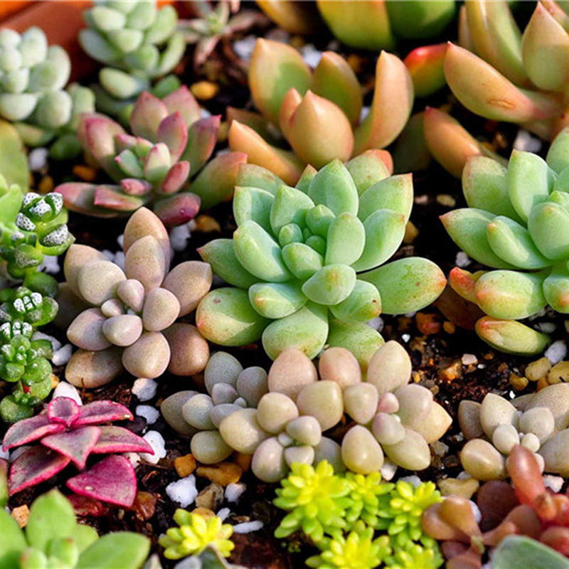 TGA 100 Pcs/Bag Real Mini Succulent Cactus Seeds Rare Perennial Herb Plants Bonsai