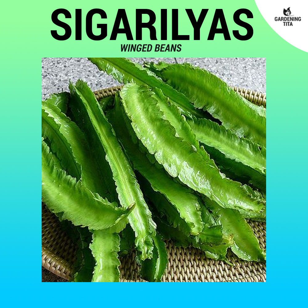 Sigarilyas Cigarillas Winged Beans Seeds High Germination Seeds Lazada Ph