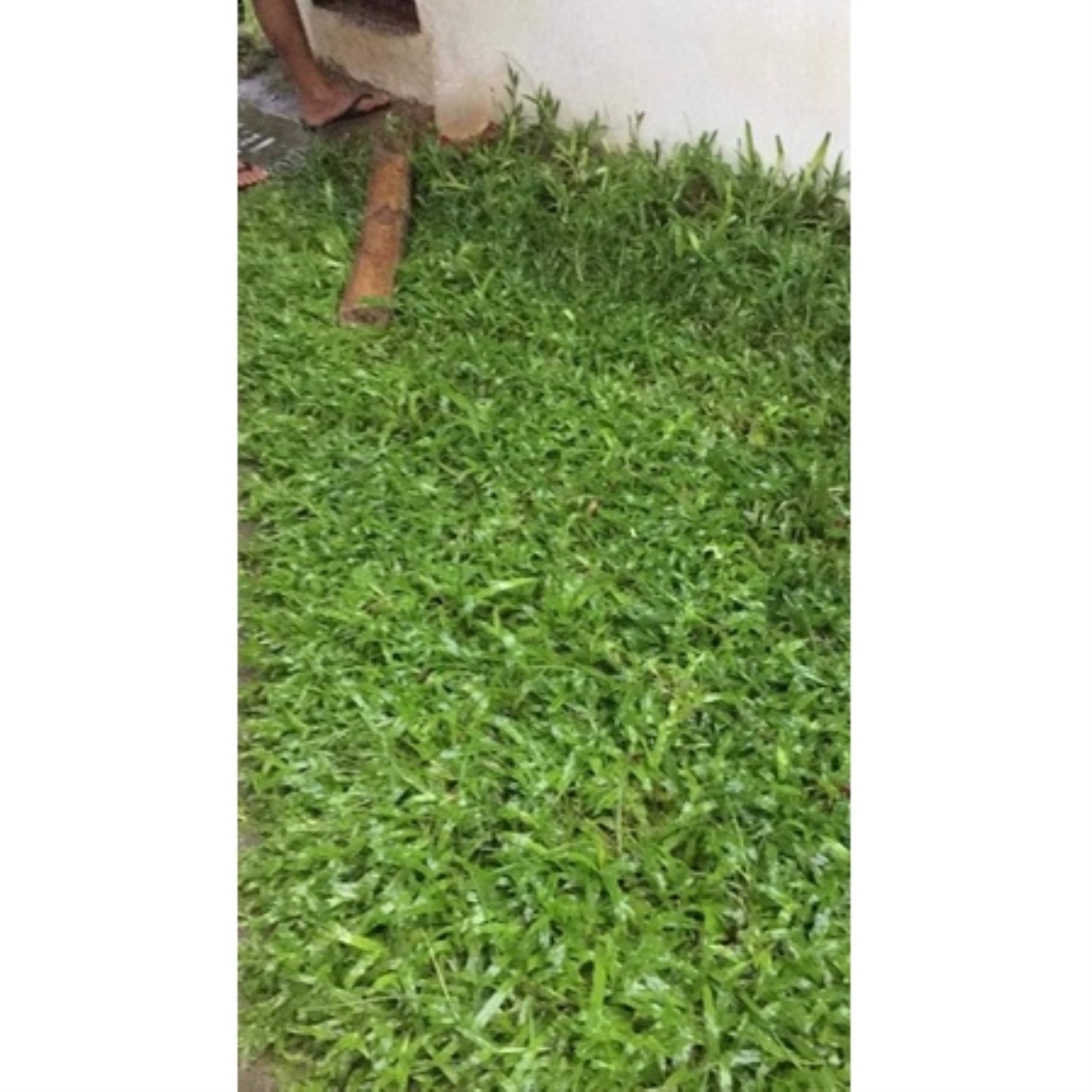 carabao grass seeds. Lazada PH