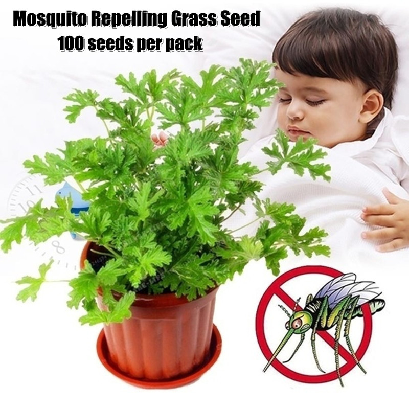 [Easy to grow in Malaysia] Mosquito Repelling Grass Seed (100pcs/bag