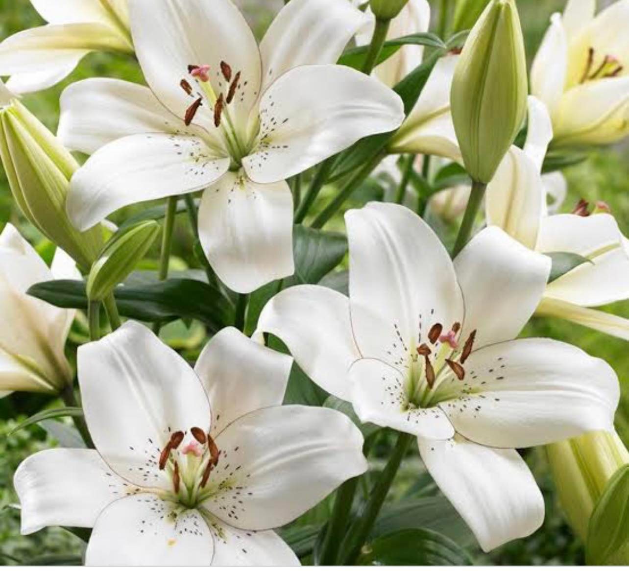 Lilium White Flower Lily Seeds Home Outdoor Garden Lazada PH