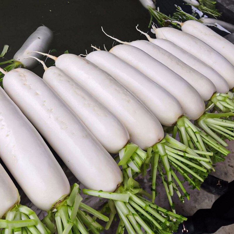 Shawo Radishes Seed Fruit Green Rob Shawo Radishes Seed Long White