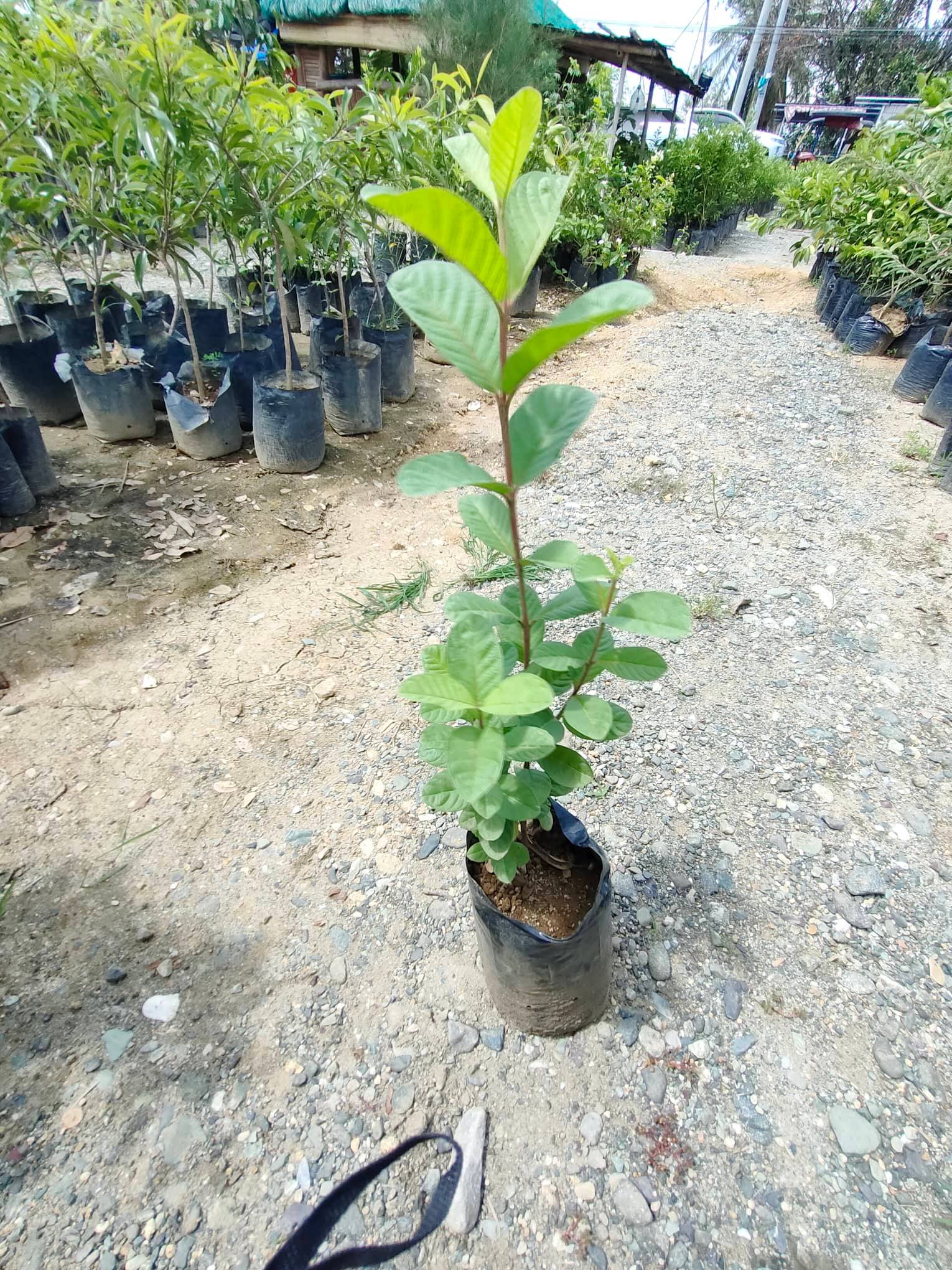 GRAFTED GUAPPLE TREE AND GIANT DUHAT TREES(LIVE PLANT) WITH SEEDLING