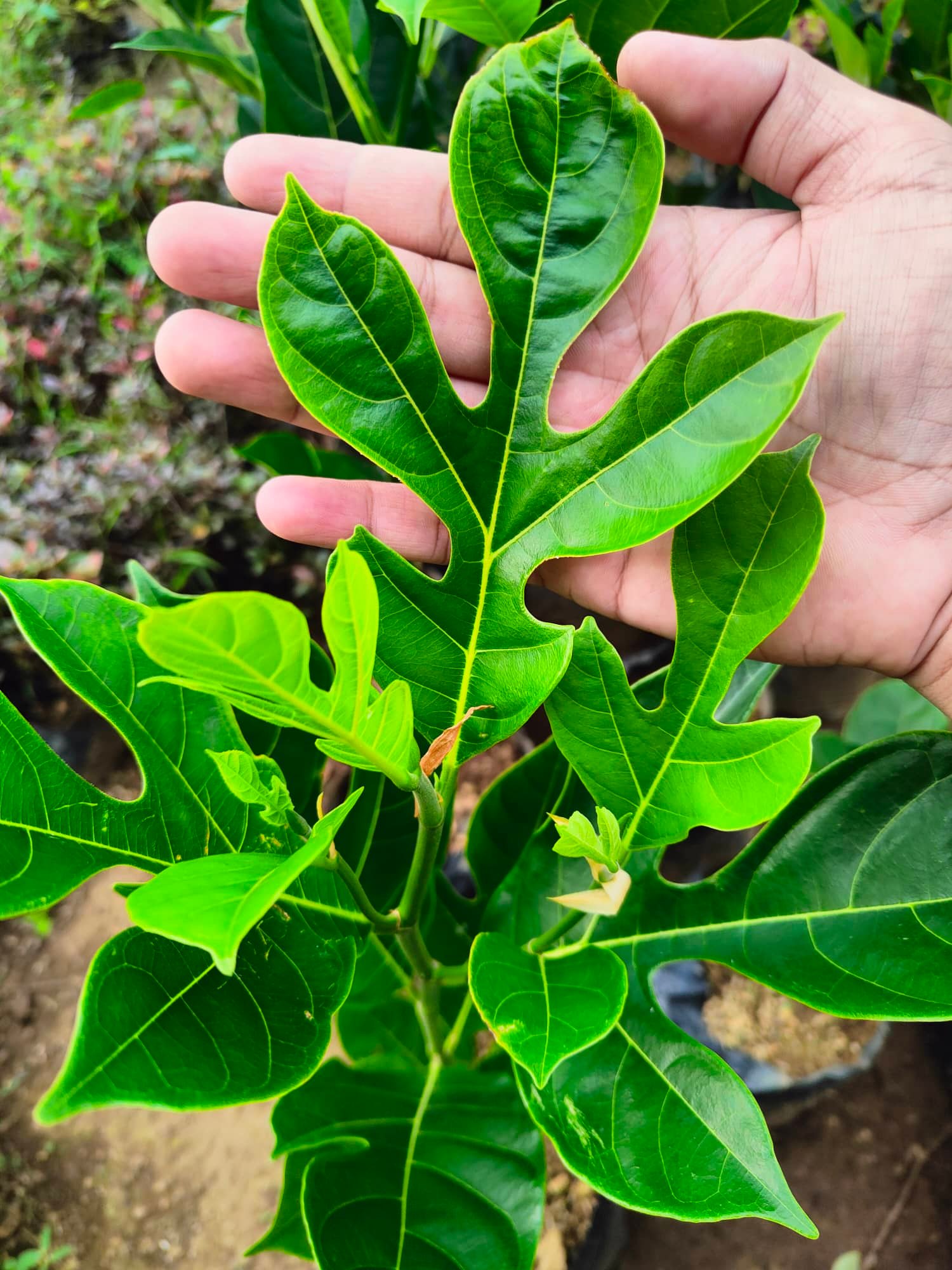 Langka Plant (Native Fruit Bearing Tree Limited Stocks Only) with