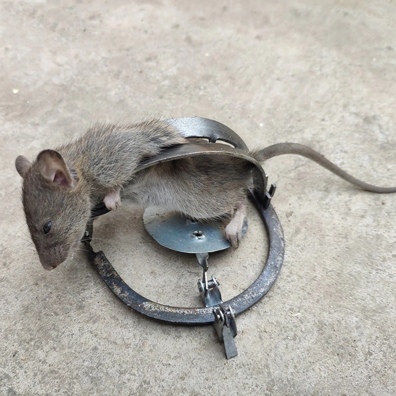 Mouse Trap Artifact Mouse Clip Automatic Mouse Trap Household Mouse Clip  Rat Killing Artifact - Temu