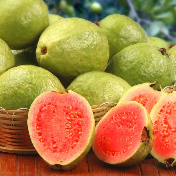 Taiwan Ruby Red Guava Seeds，50 seed Lazada PH