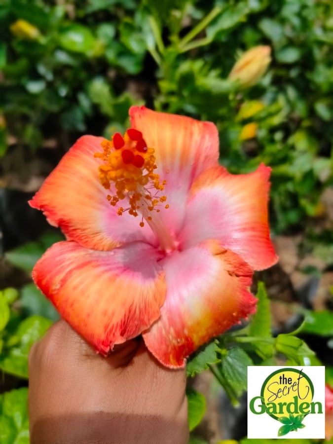 Gumamela Pink Orange ( Rare Gumamela) 2 stocks only with FREE plastic