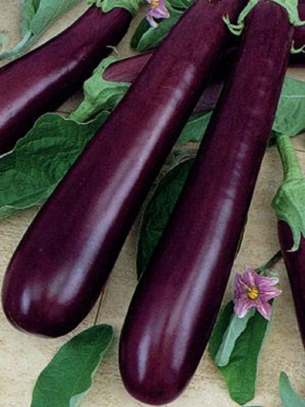 Talong Seed`s Hybrid Long Purple Eggplant Variety Lazada Ph