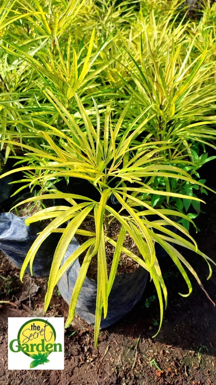 Golden Miagos Plant with FREE plastic pot, and garden soil Super Rare