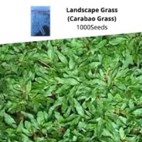 Landscape Grass (Carabao Grass) Seeds Fast growing Forage Grass Good