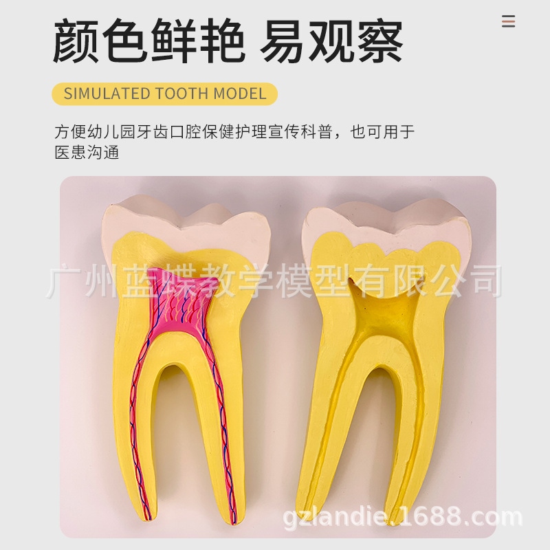 Human incisor teeth grinding teeth model dental show a dentist demo