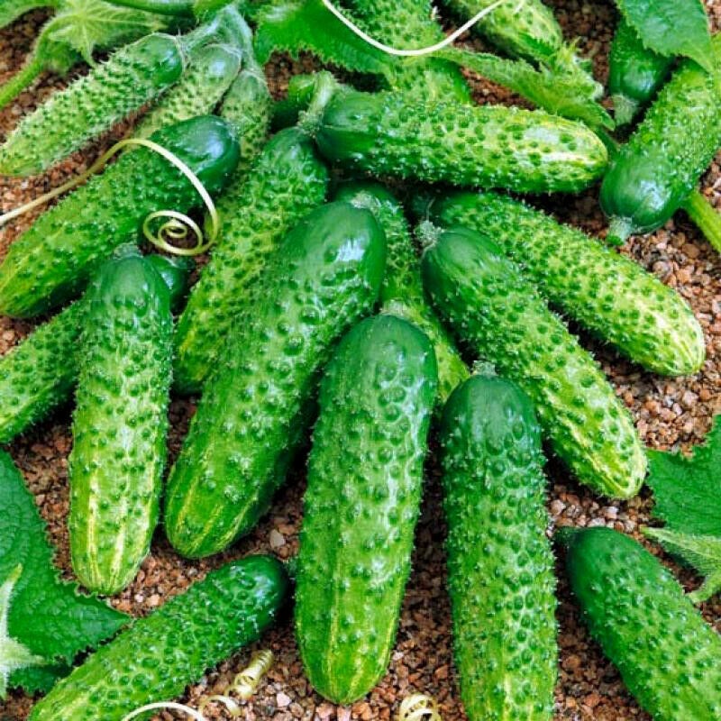 50pcs Seeds Cucumber Bush Gherkin Pickling Vegetable Organic Heirloom