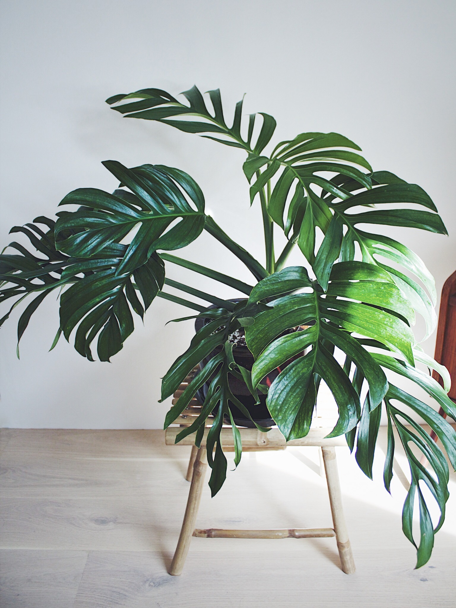 Monstera Pinnatipartita Cutting (matured form) - 1 Pc. (Seller Reference: 1  LNR) Plus FREE 1 pc. Philodendron or Pothos cutting randomly picked by  Seller Indoor Plant Cutting - Lazada | Lazada PH