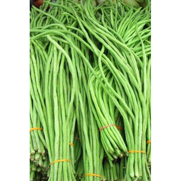 sitaw / string bean seeds pesos per pack condor seeds vegetable