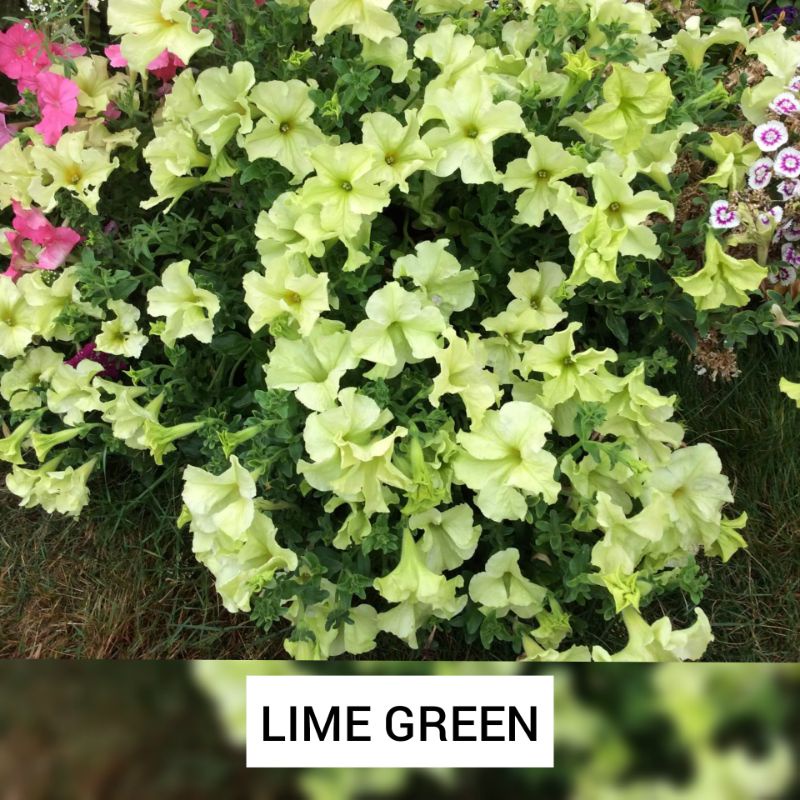 PETUNIA LIME GREEN flower seeds Lazada PH