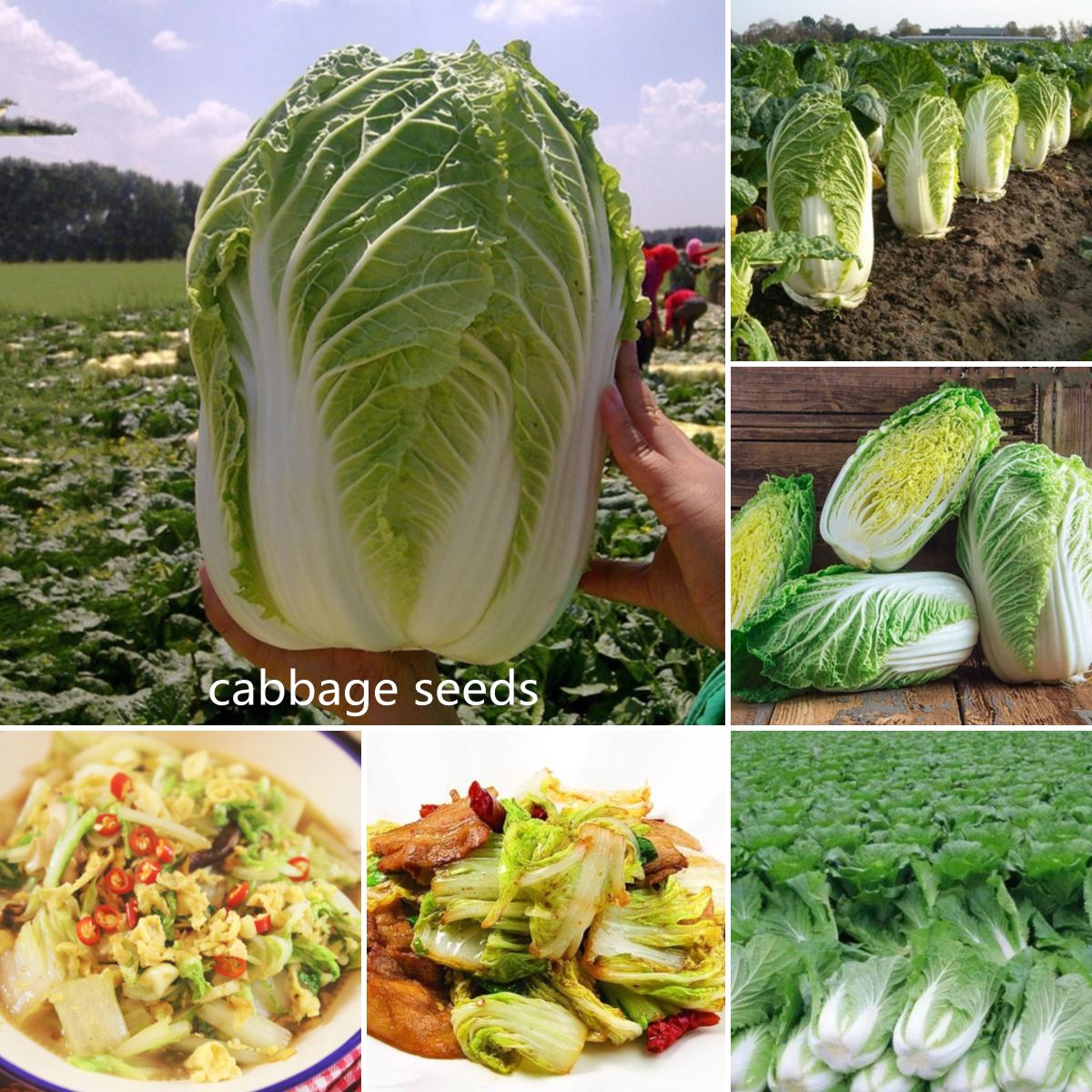 ปลูกง่าย ปลูกได้ทั่วไทย ของแท้ 100 0pcs เมล็ดผักกาดขาวจีน Cabbage Seeds Green Vegetable Seeds เต็มไปด้วยคุณค่าทางโภชนาการ เมล็ดพันธุ์ผัก ผักสวนครัว，vegetable Seeds for Gardening เมล็ดผัก เมล็ดพืช ผักสวนครั เมล็ดพันธุ์พืช เมล็ดดอกไม้ Plants