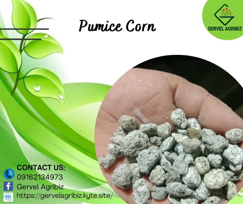 Pumice corn size, 1 kilogram pack, pure, organic garden supplies for
