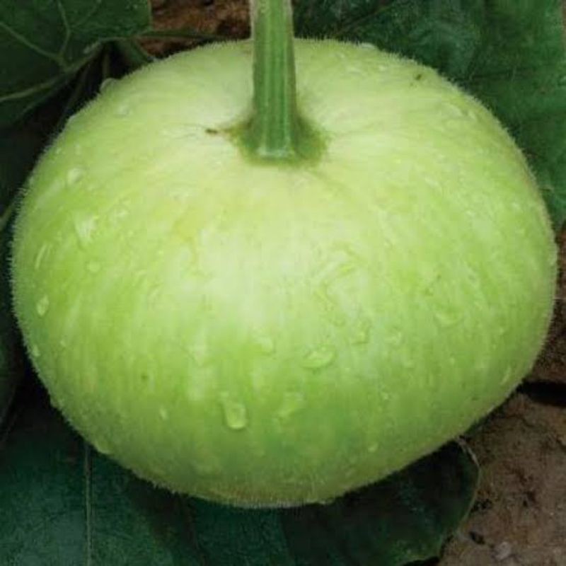 Upo Bottle Gourd Round Variety Seeds Lazada PH