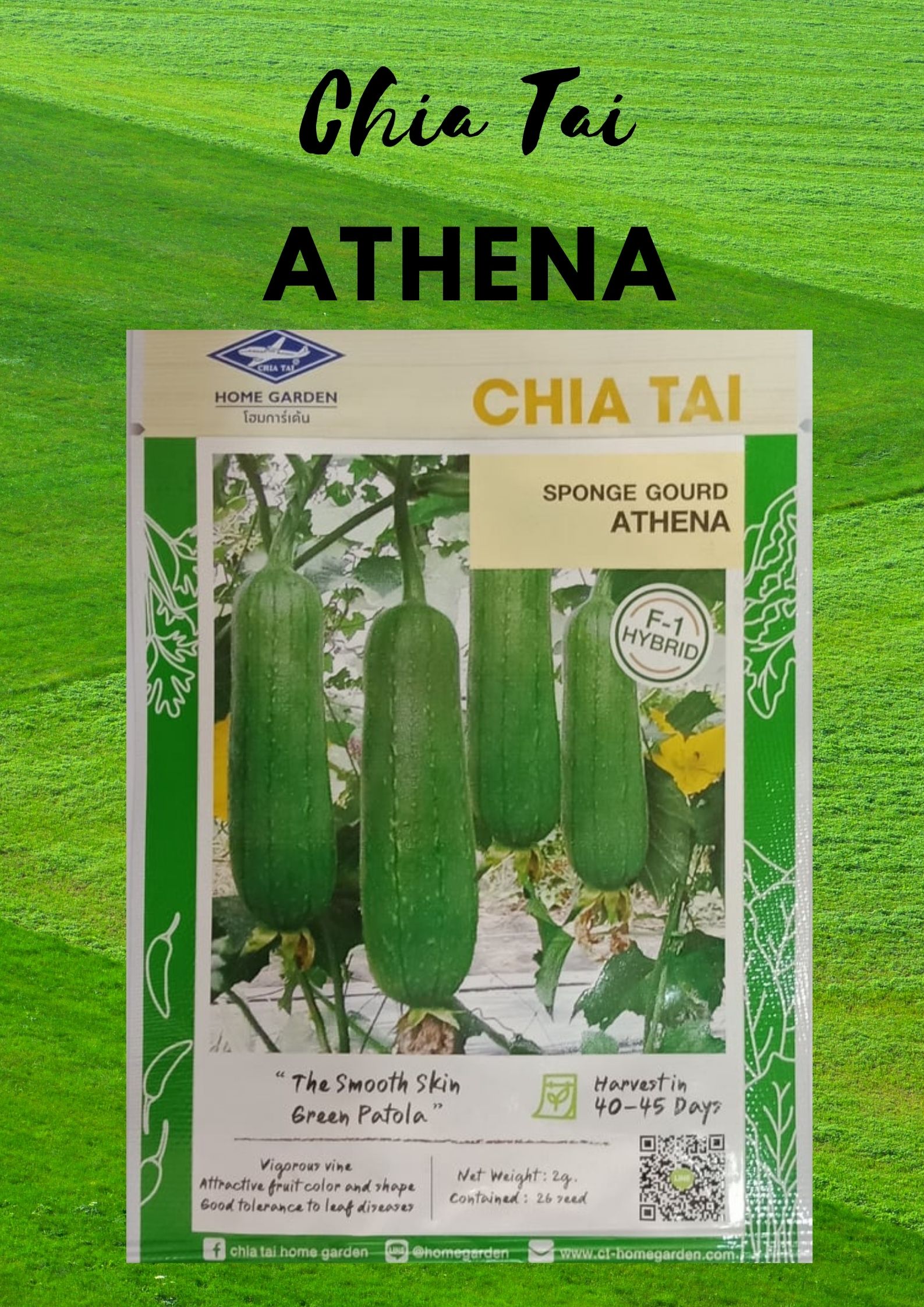 15 seeds Sponge Gourd Thai Vegetable Plant Chia Tai