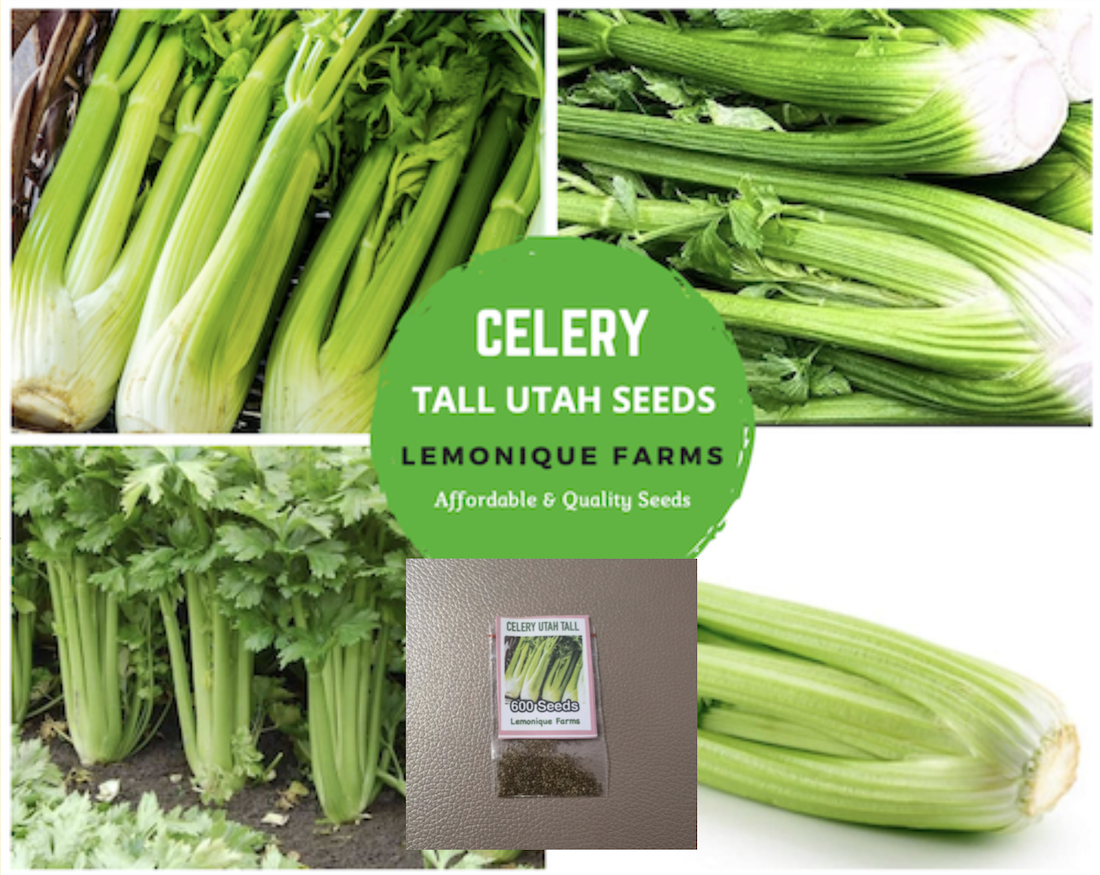 Celery seeds for sowing Celery Utah Tall Variety Lazada PH