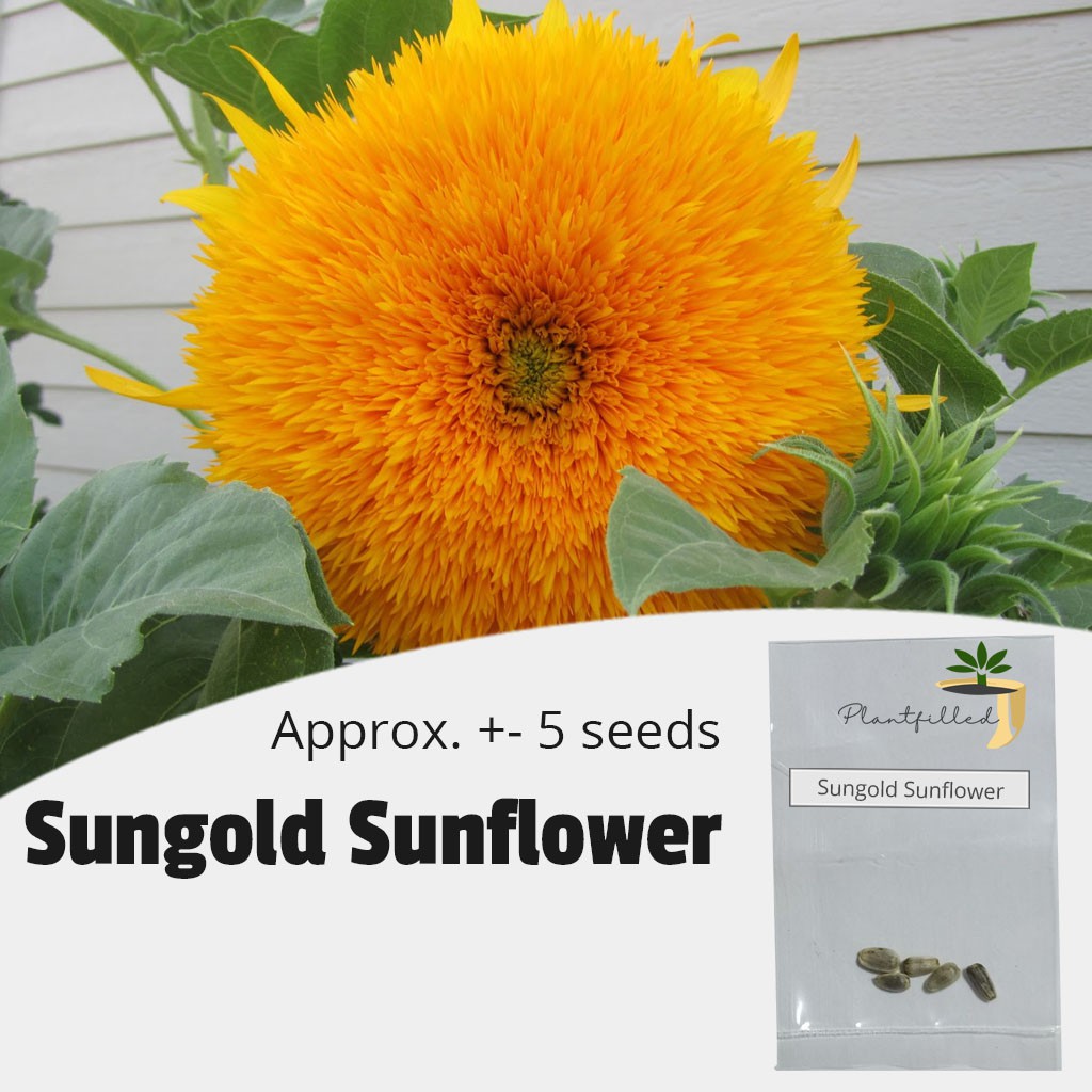 Sungold Seeds Pareo main image 0