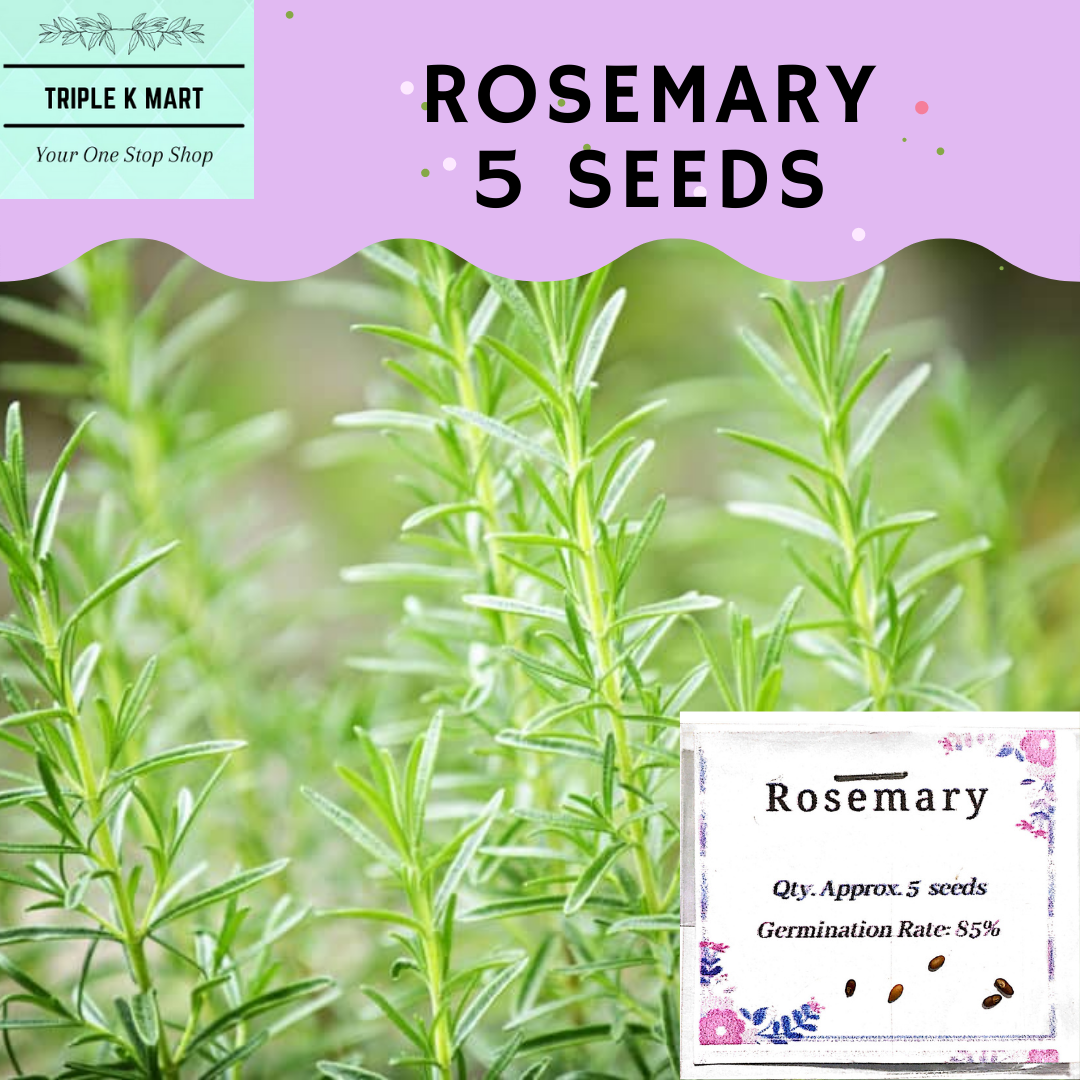 Rosemary Herb Seeds for planting and gardening. Good quality and high