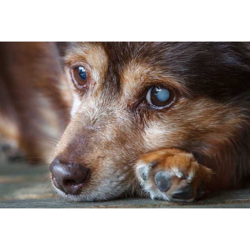 BIOGENTADROP Eyedrops for pets 10ml ( Expiration 2024 ) Lazada PH