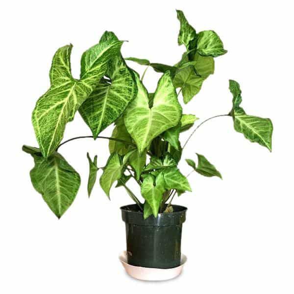 SYNGONIUM PODOPHYLLUM WHITE BUTTERFLY PLANT | Lazada PH