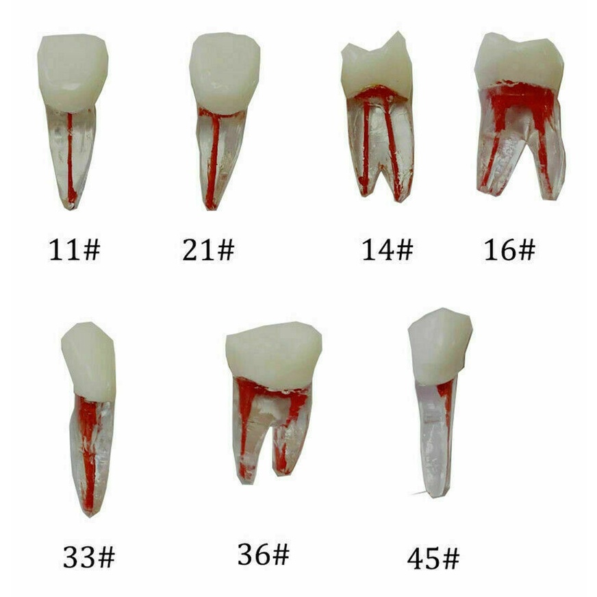 ENDODONTIC TEETH MODEL (ACE) sold per piece / Tooth / Roots | Lazada PH