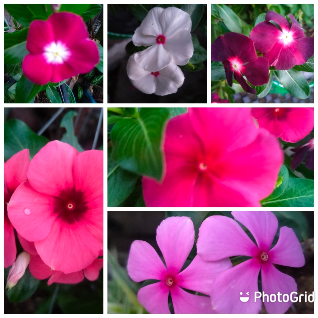 Vinca/ Periwinkle Flowers, Seeds, Assorted buy one take one | Lazada PH