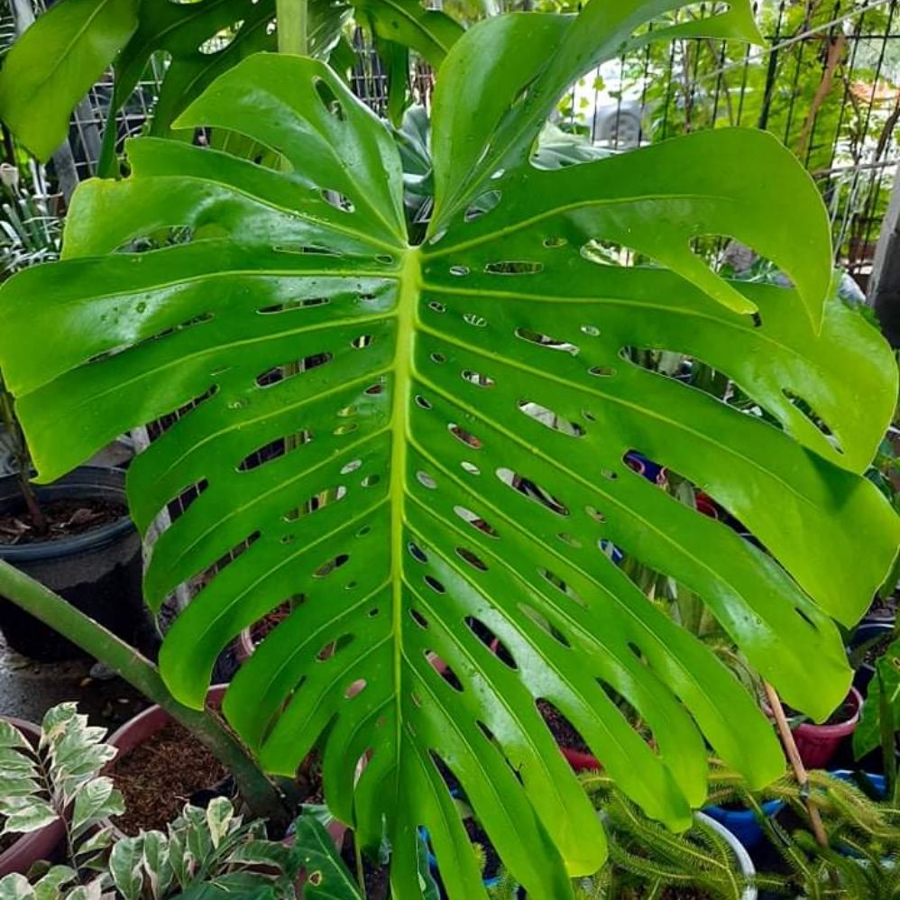 Monstera Deliciosa | Lazada PH