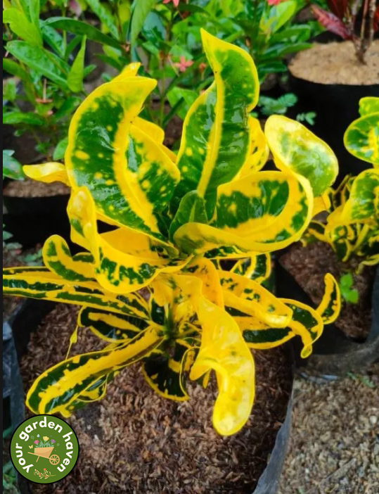 Curly Fire Croton (Rare) with FREE garden soil, plastic pot and marble