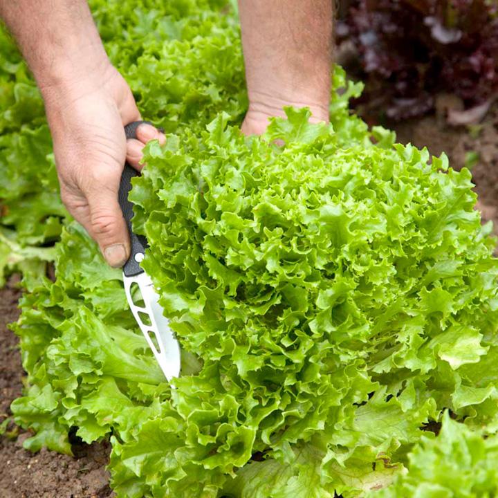 Loose Leaf LETTUCE Seeds review and price